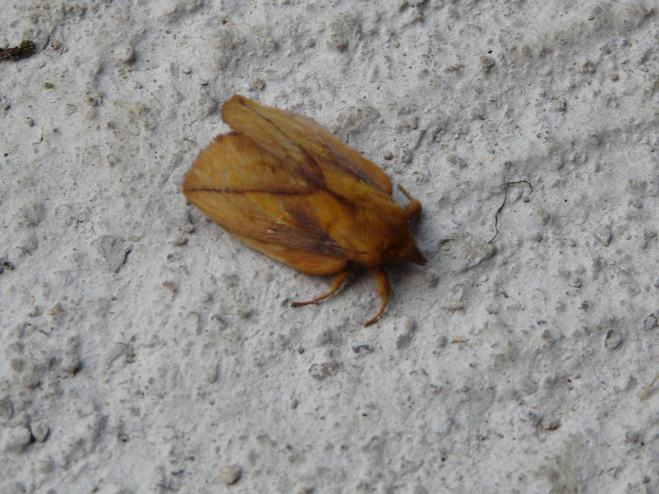 P1060613